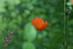 DSC_1500